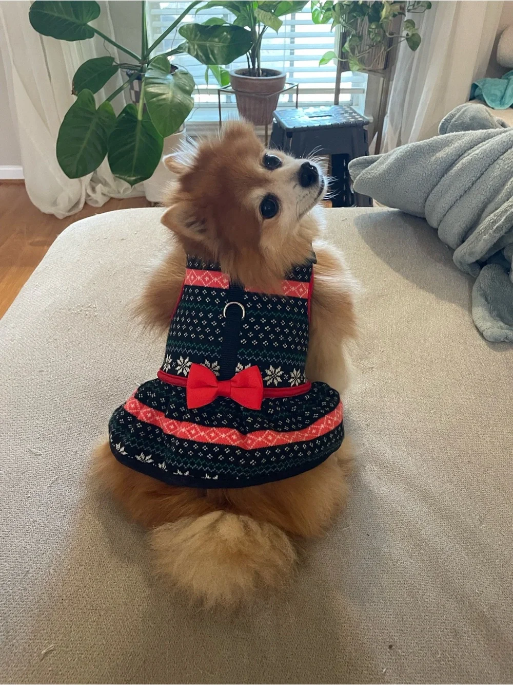 Dog Holiday Harness Vest Dress with Red Bow - Black & Red